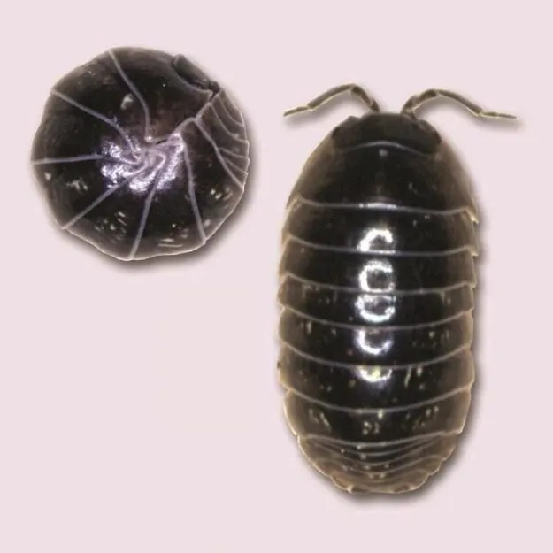 thumbnail for publication: Pillbugs, Sowbugs, Centipedes, Millipedes, and Earwigs